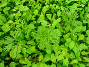 Claytonia and carrots